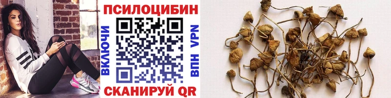 закладки  Заинск  Галлюциногенные грибы Psilocybe 